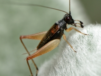 Trigonidium sp. (genus) (A Sword-tail Cricket) at - 20 Jan 2023 by RobertD