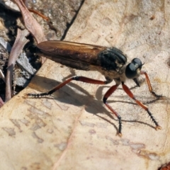 Unidentified Robber fly (Asilidae) at Wodonga, VIC - 20 Jan 2023 by KylieWaldon