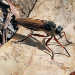 Asilinae sp. (subfamily) (Unidentified asiline Robberfly) at Wodonga, VIC - 21 Jan 2023 by KylieWaldon