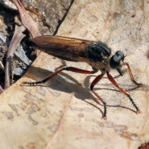 Asilinae sp. (subfamily) at Wodonga, VIC - 21 Jan 2023 09:43 AM