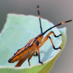 Amorbus sp. (genus) (Eucalyptus Tip bug) at Wodonga, VIC - 20 Jan 2023 by KylieWaldon