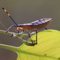 Amorbus sp. (genus) at Wodonga, VIC - 21 Jan 2023