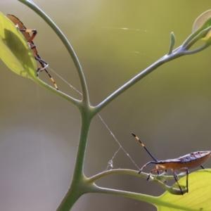 Amorbus sp. (genus) at Wodonga, VIC - 21 Jan 2023