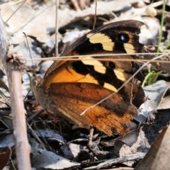 Heteronympha merope (Common Brown Butterfly) at Wodonga - 20 Jan 2023 by KylieWaldon