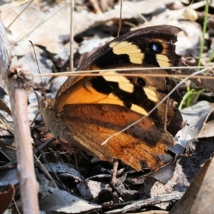 Heteronympha merope at Wodonga, VIC - 21 Jan 2023