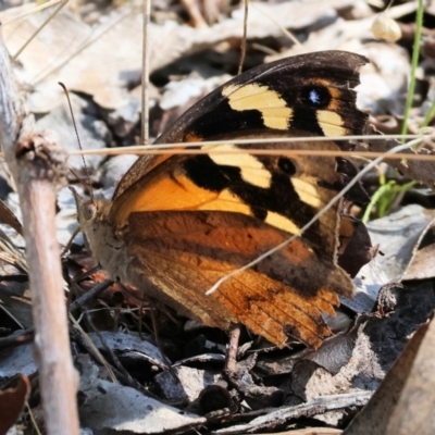 Heteronympha merope (Common Brown Butterfly) at Wodonga, VIC - 21 Jan 2023 by KylieWaldon