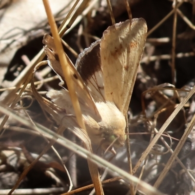 Helicoverpa punctigera (Native Budworm) at Wodonga, VIC - 21 Jan 2023 by KylieWaldon