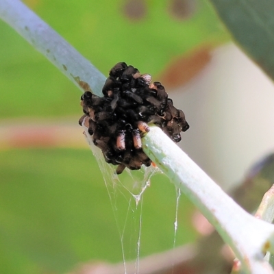 Paropsis atomaria (Eucalyptus leaf beetle) at Wodonga, VIC - 21 Jan 2023 by KylieWaldon