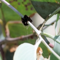 Paropsis atomaria at Wodonga, VIC - 21 Jan 2023 09:44 AM