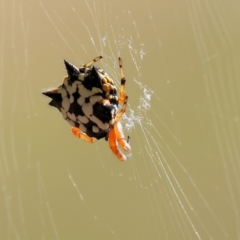 Austracantha minax (Christmas Spider, Jewel Spider) at Wodonga - 20 Jan 2023 by KylieWaldon