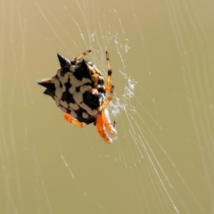 Austracantha minax (Christmas Spider, Jewel Spider) at Wodonga, VIC - 21 Jan 2023 by KylieWaldon