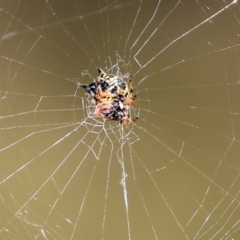 Austracantha minax at Wodonga, VIC - 21 Jan 2023 10:12 AM