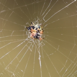 Austracantha minax at Wodonga, VIC - 21 Jan 2023