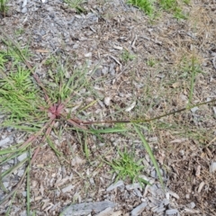 Echinochloa crus-galli (Barnyard Grass) at Mawson, ACT - 21 Jan 2023 by Mike