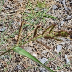 Echinochloa crus-galli at Mawson, ACT - 21 Jan 2023