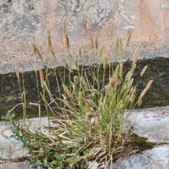 Polypogon monspeliensis (Annual Beard Grass) at Mawson, ACT - 21 Jan 2023 by Mike