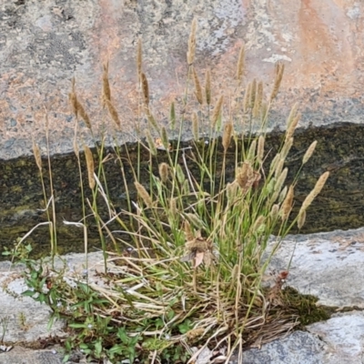 Polypogon monspeliensis (Annual Beard Grass) at Mawson Ponds - 21 Jan 2023 by Mike