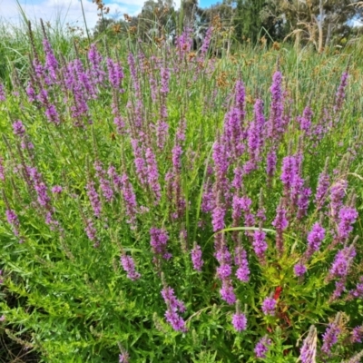 Lythrum salicaria (Purple Loosestrife) at Mawson Ponds - 21 Jan 2023 by Mike