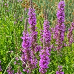 Lythrum salicaria at Mawson, ACT - 21 Jan 2023 03:26 PM