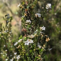 Epacris breviflora (Drumstick Heath) at The Tops at Nurenmerenmong - 10 Jan 2023 by Marchien