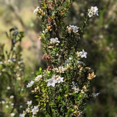 Epacris breviflora (Drumstick Heath) at Nurenmerenmong, NSW - 10 Jan 2023 by Marchien