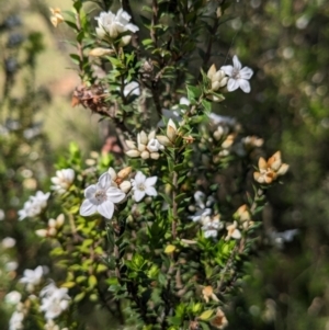 Epacris breviflora at Nurenmerenmong, NSW - 11 Jan 2023