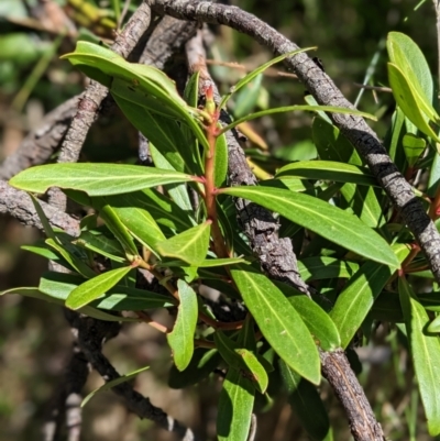 Tasmannia lanceolata (Mountain Pepper) at Nurenmerenmong, NSW - 11 Jan 2023 by Marchien