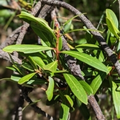 Tasmannia lanceolata (Mountain Pepper) at Nurenmerenmong, NSW - 10 Jan 2023 by Marchien
