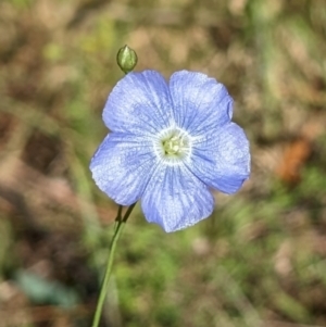 Linum marginale at Nurenmerenmong, NSW - 11 Jan 2023