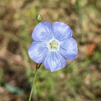 Linum marginale (Native Flax) at Nurenmerenmong, NSW - 11 Jan 2023 by Marchien