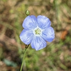 Linum marginale (Native Flax) at Nurenmerenmong, NSW - 10 Jan 2023 by Marchien