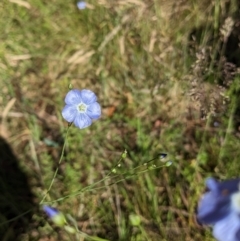 Linum marginale at Nurenmerenmong, NSW - 11 Jan 2023