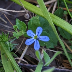 Lobelia pedunculata (Matted Pratia) at Nurenmerenmong, NSW - 11 Jan 2023 by Marchien