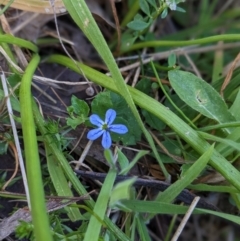 Lobelia pedunculata at Nurenmerenmong, NSW - 11 Jan 2023 10:38 AM