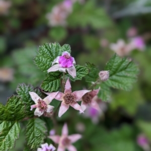 Rubus parvifolius at Nurenmerenmong, NSW - 11 Jan 2023 03:04 PM