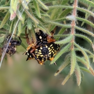 Austracantha minax at Sutton, NSW - 21 Jan 2023