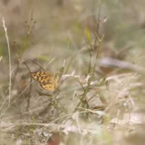 Heteronympha merope at Rendezvous Creek, ACT - 21 Jan 2023