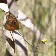 Heteronympha merope (Common Brown Butterfly) at Rendezvous Creek, ACT - 21 Jan 2023 by JimL