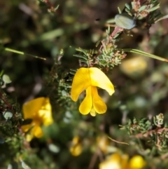 Gompholobium huegelii (Pale Wedge Pea) at The Tops at Nurenmerenmong - 9 Jan 2023 by Marchien