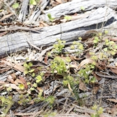 Hydrocotyle laxiflora (Stinking Pennywort) at Rendezvous Creek, ACT - 21 Jan 2023 by JimL