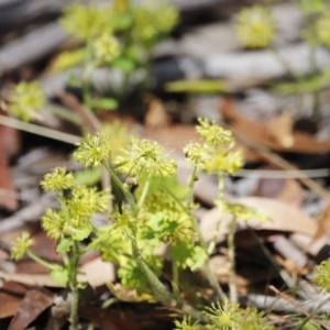 Hydrocotyle laxiflora at Rendezvous Creek, ACT - 21 Jan 2023