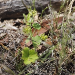 Hydrocotyle laxiflora at Rendezvous Creek, ACT - 21 Jan 2023