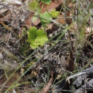 Hydrocotyle laxiflora at Rendezvous Creek, ACT - 21 Jan 2023