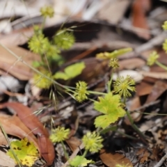 Hydrocotyle laxiflora at Rendezvous Creek, ACT - 21 Jan 2023