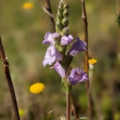 Euphrasia collina subsp. paludosa at Nurenmerenmong, NSW - 10 Jan 2023 by Marchien