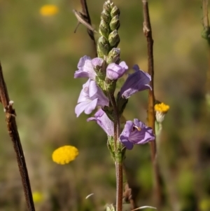 Euphrasia collina subsp. paludosa at Nurenmerenmong, NSW - suppressed