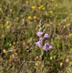 Euphrasia collina subsp. paludosa at Nurenmerenmong, NSW - suppressed