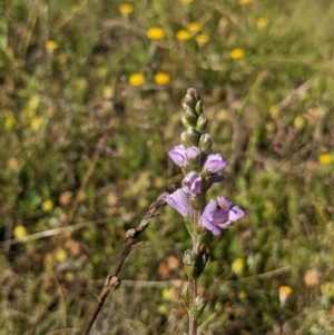 Euphrasia collina subsp. paludosa at Nurenmerenmong, NSW - suppressed