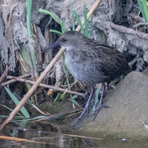 Lewinia pectoralis at Coombs, ACT - 20 Jan 2023 07:00 AM