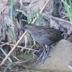 Lewinia pectoralis at Coombs, ACT - 20 Jan 2023 07:00 AM